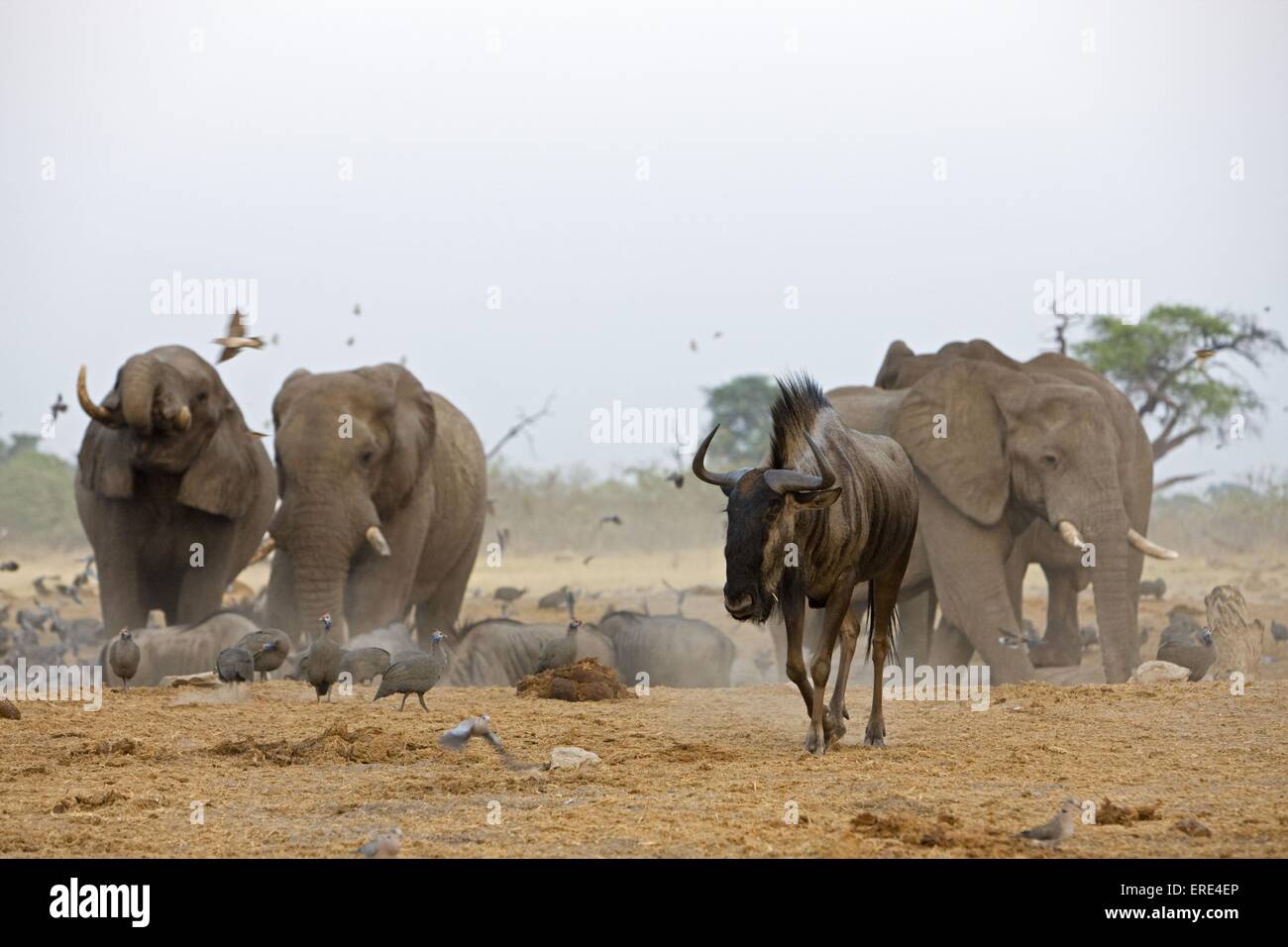 african elephants and blue wildebeest Stock Photo