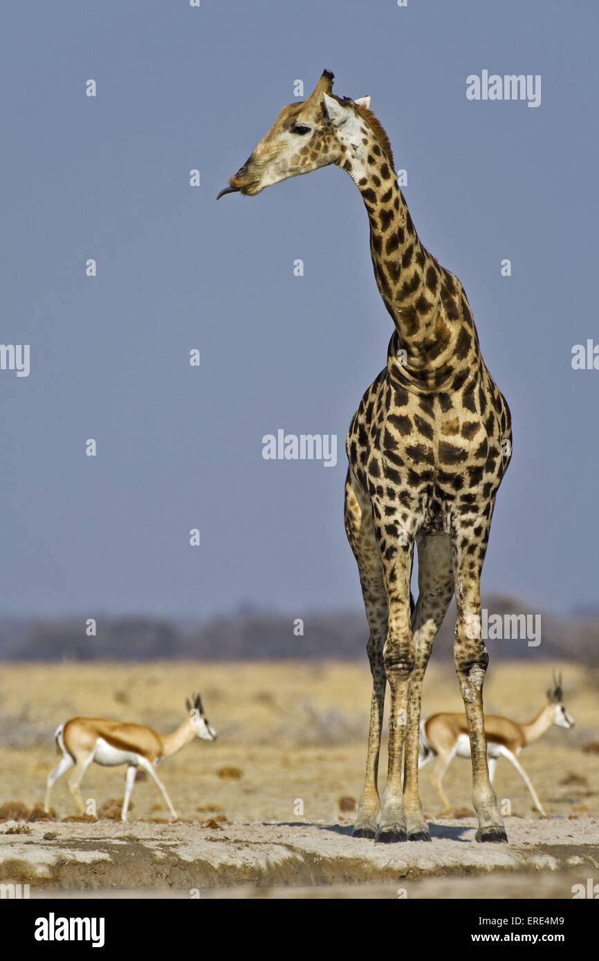 giraffe and springboks Stock Photo