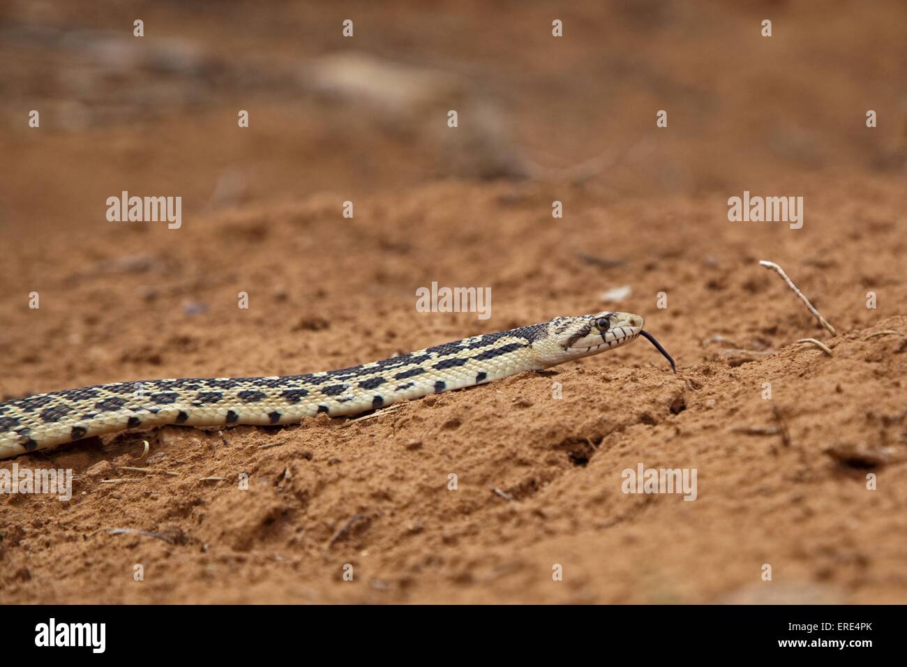 great basin gopher snake Stock Photo