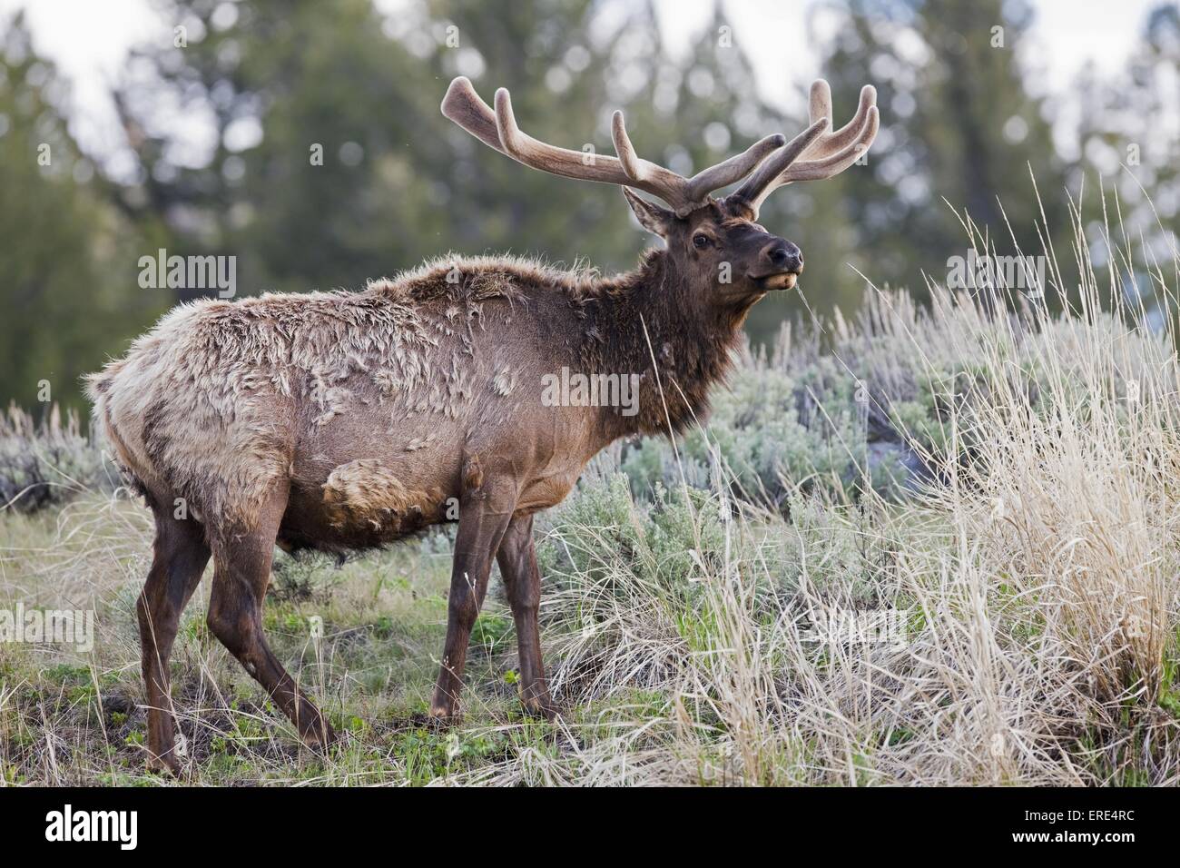 elk Stock Photo