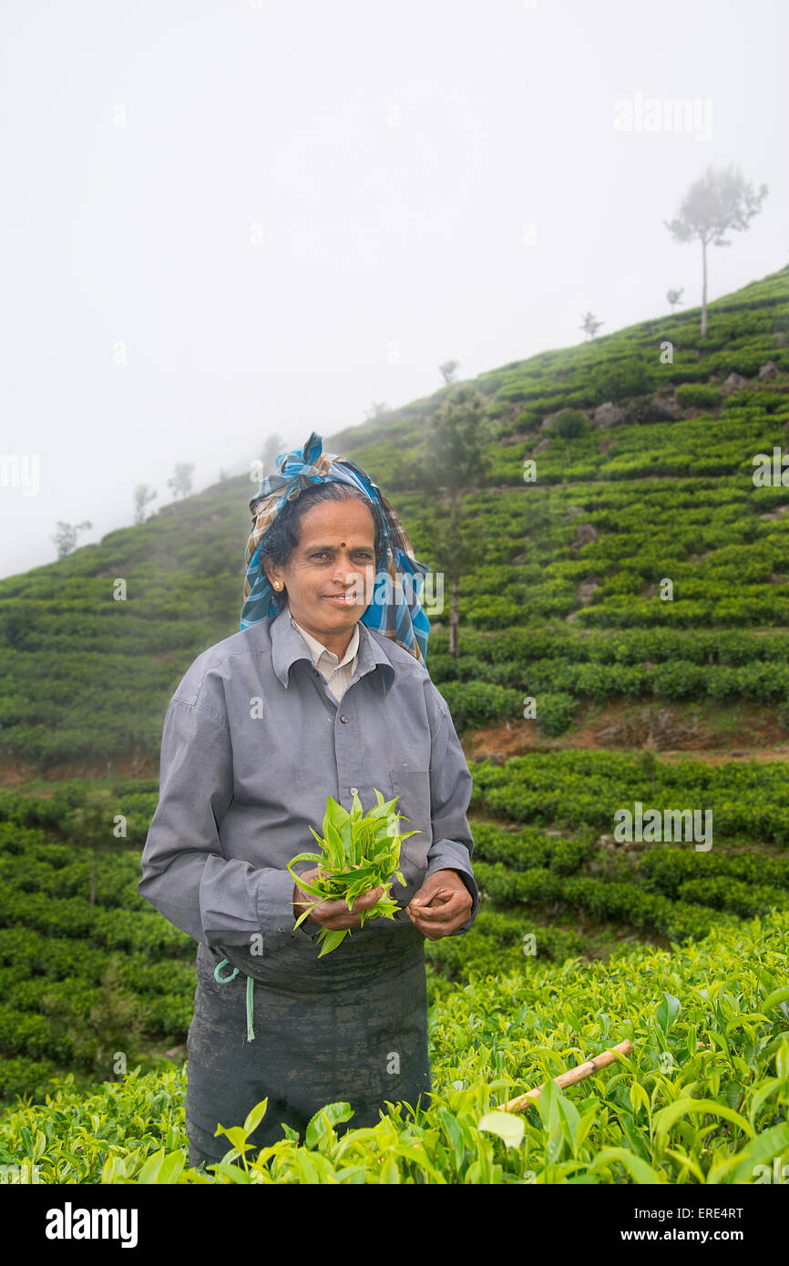 A tamil woman from sri lanka breaks tea leaves Stock Photo