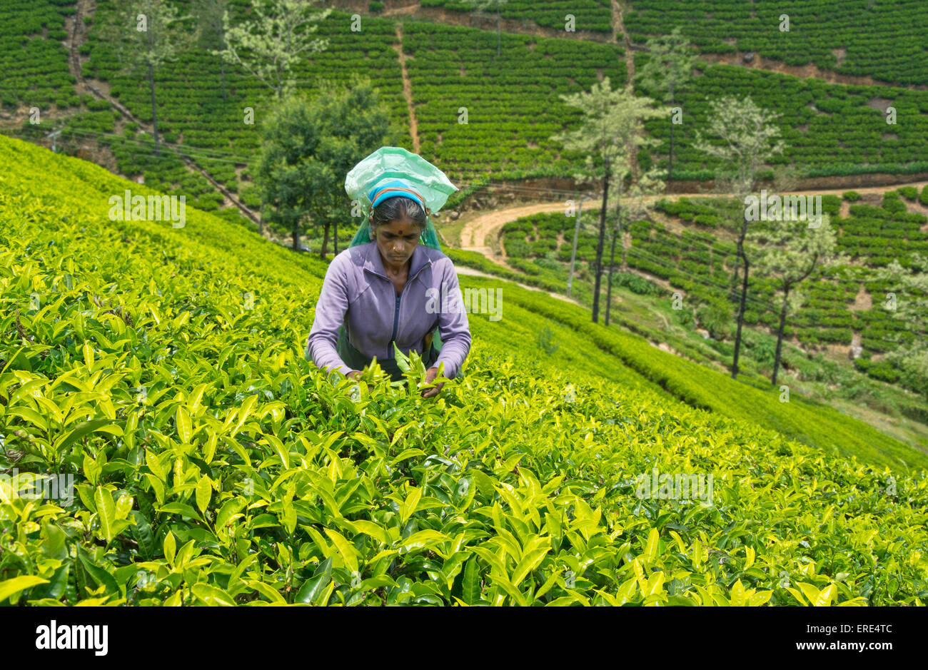 A tamil woman from sri lanka breaks tea leaves Stock Photo