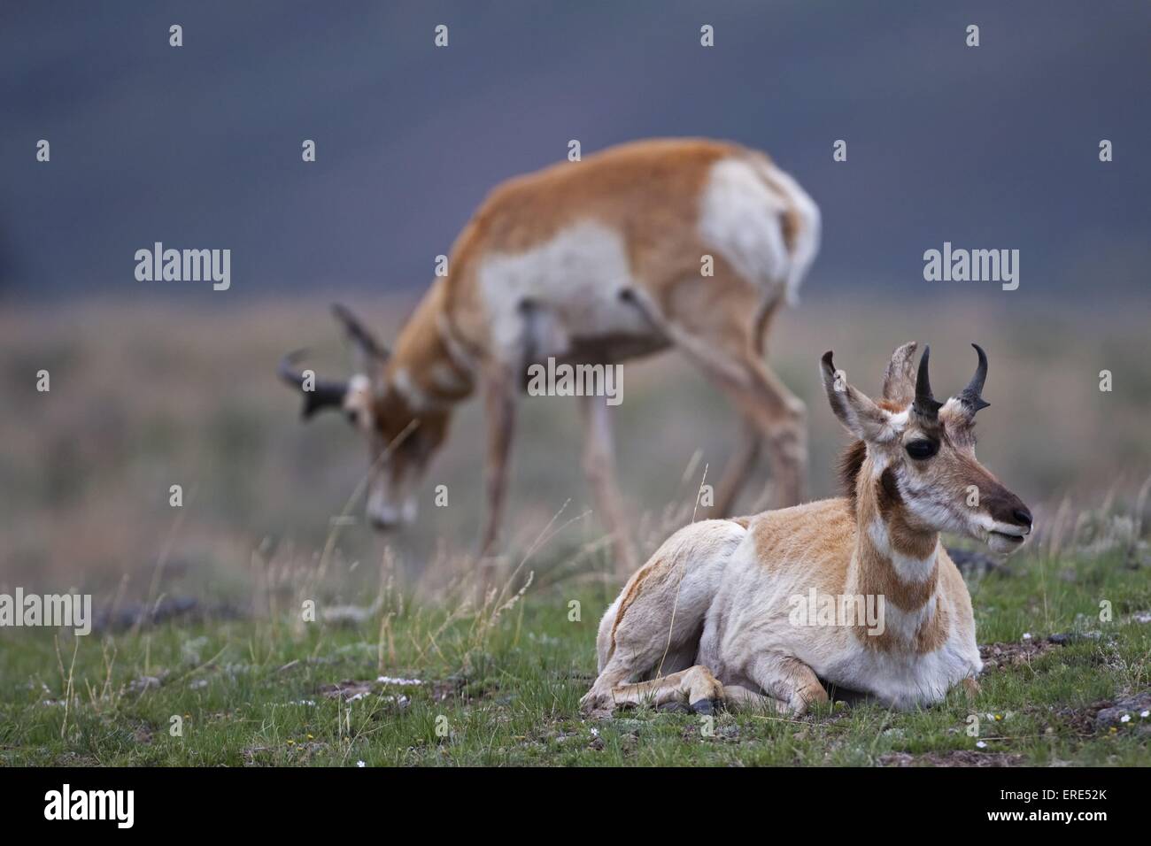 pronghorn antelopes Stock Photo