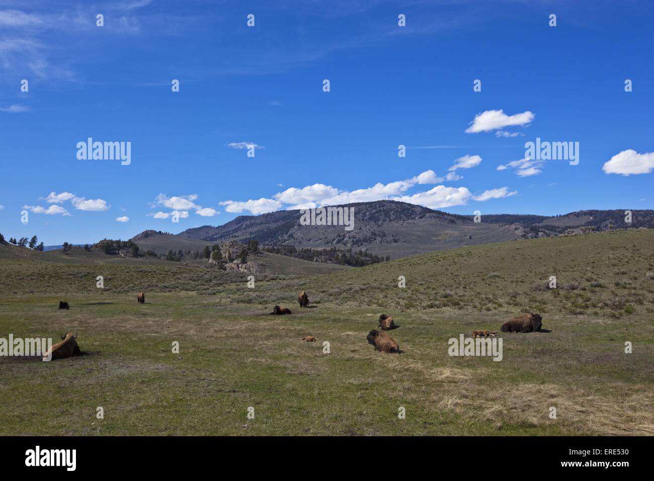 american bisons Stock Photo