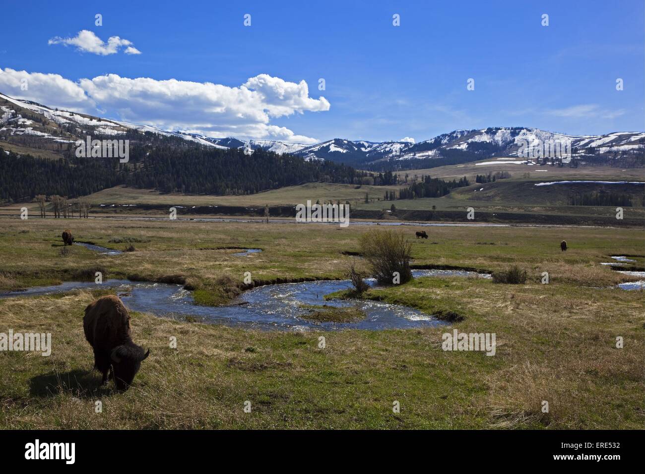 american bisons Stock Photo