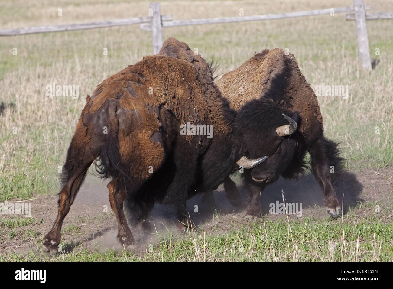 American bison and fighting hi-res stock photography and images - Alamy