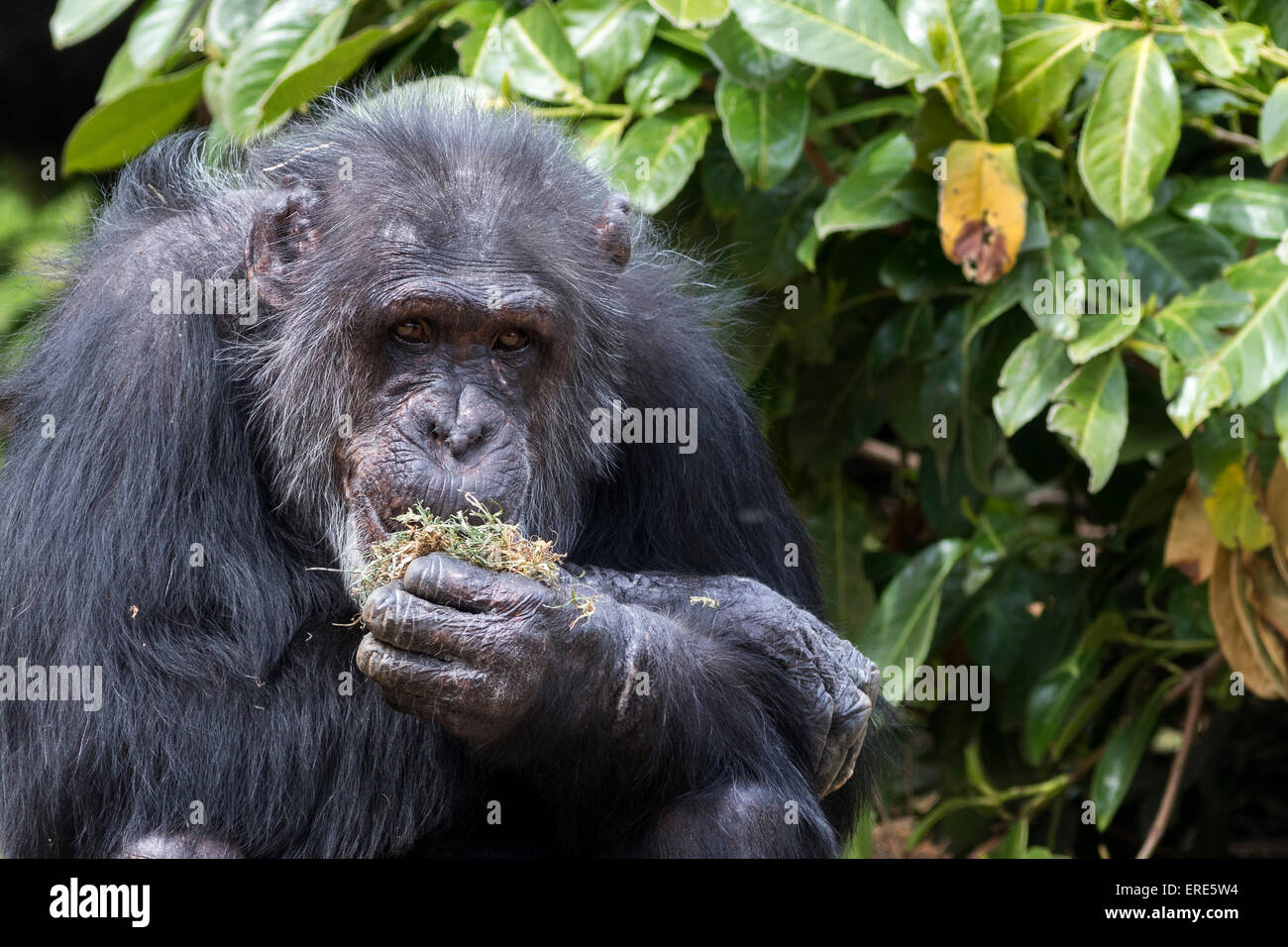 Chimpanzee photo taken at the local zoo Stock Photo Alamy