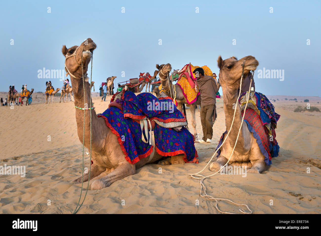India, Rajasthan, Jaisalmer, camel ride desert Stock Photo - Alamy