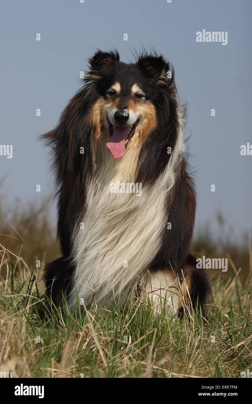 longhaired Collie Stock Photo