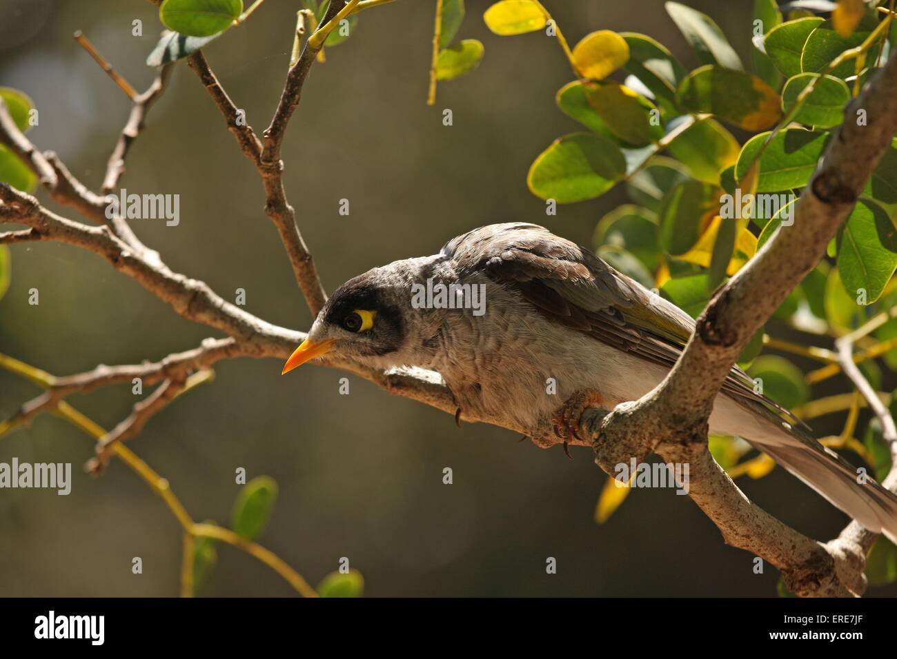 noisy miner Stock Photo