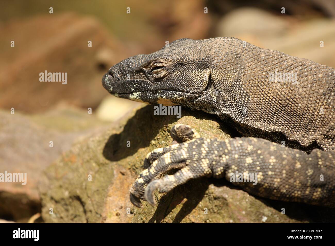 lace monitor Stock Photo