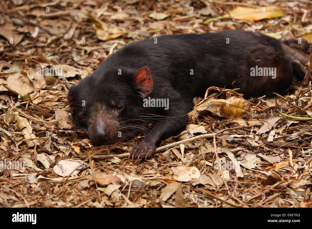 Tasmanian devil Stock Photo