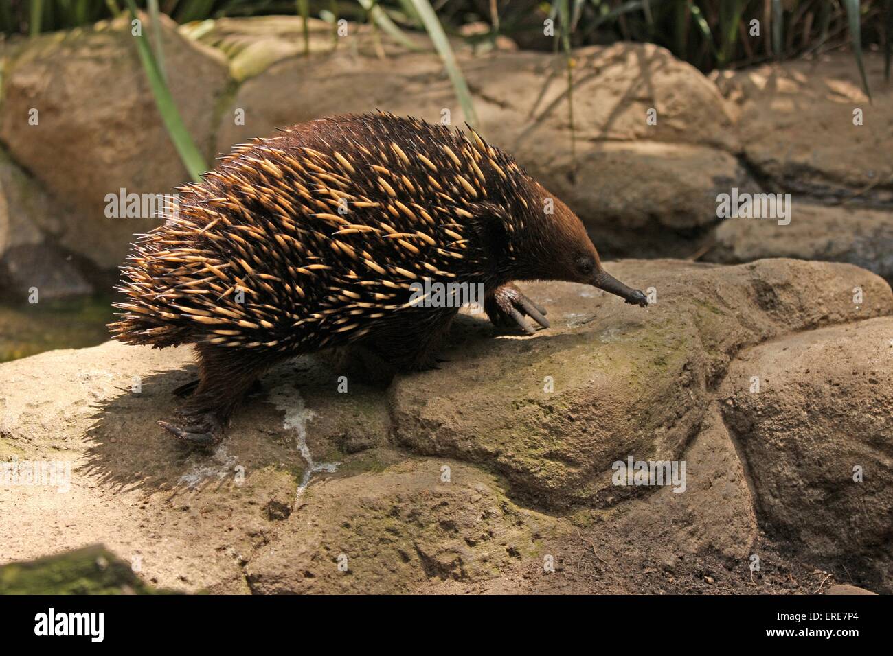 Echidna hi-res stock photography and images - Alamy