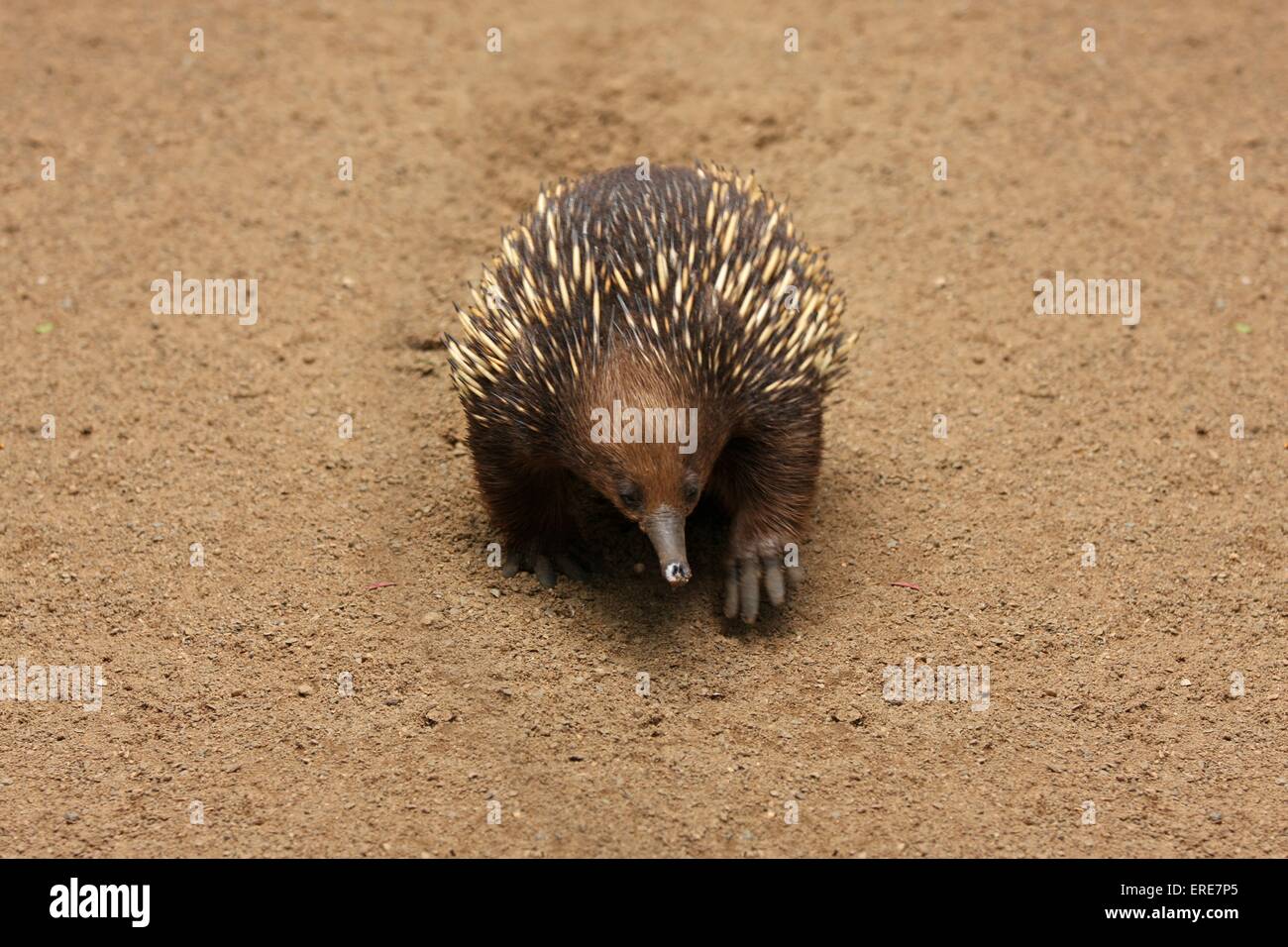 Echidna hi-res stock photography and images - Alamy