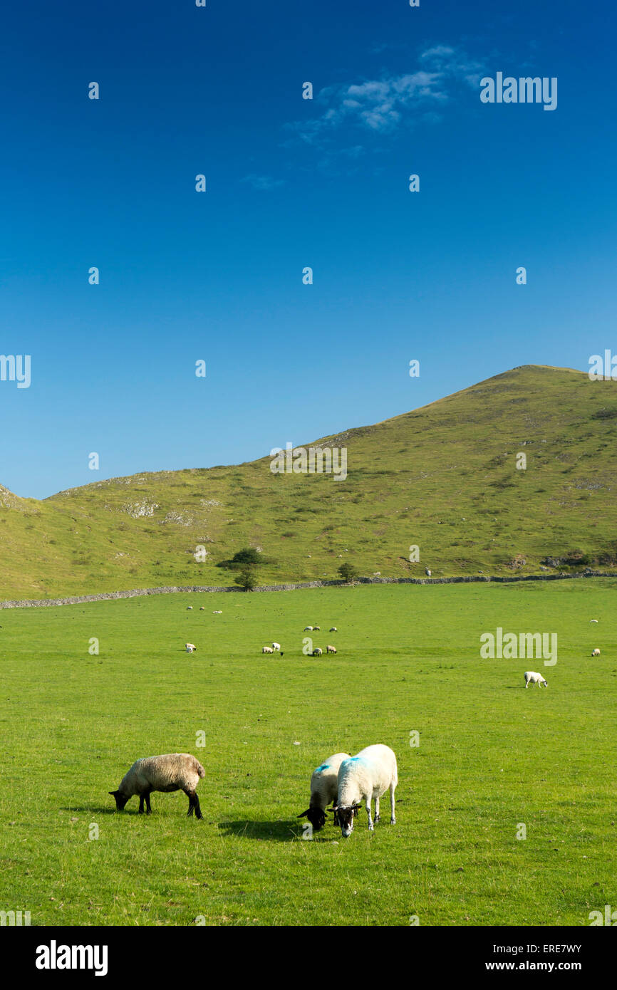 UK, England, Staffordshire, Ilam, farming, sheep grazing in field below Bunster Hill on perfect summer’s day Stock Photo