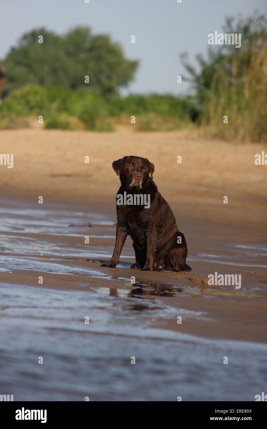 brown Labrador Retriever Stock Photo