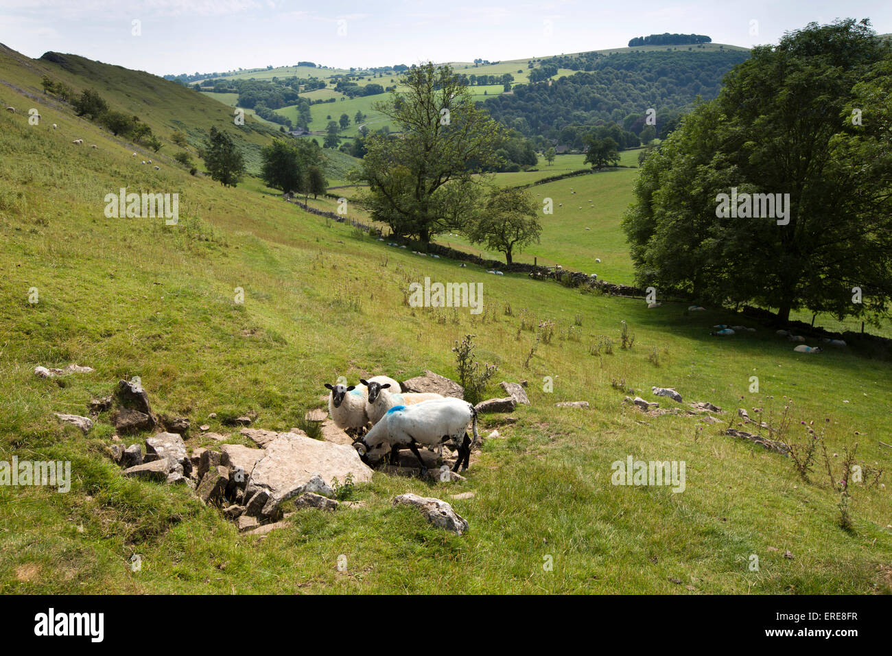 UK, England, Staffordshire, Ilam, Bunster Hill, sheep drinking at hillside spring Stock Photo