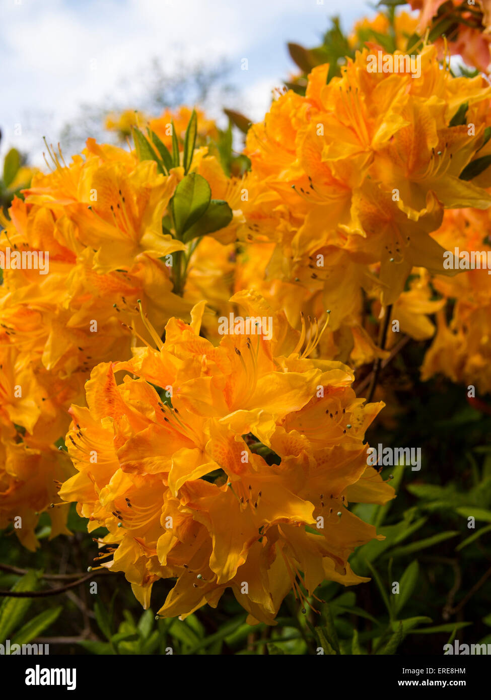 Colourful Rhododendron flowers at Lea Gardens, Lea,Derbyshire,UK. Stock Photo
