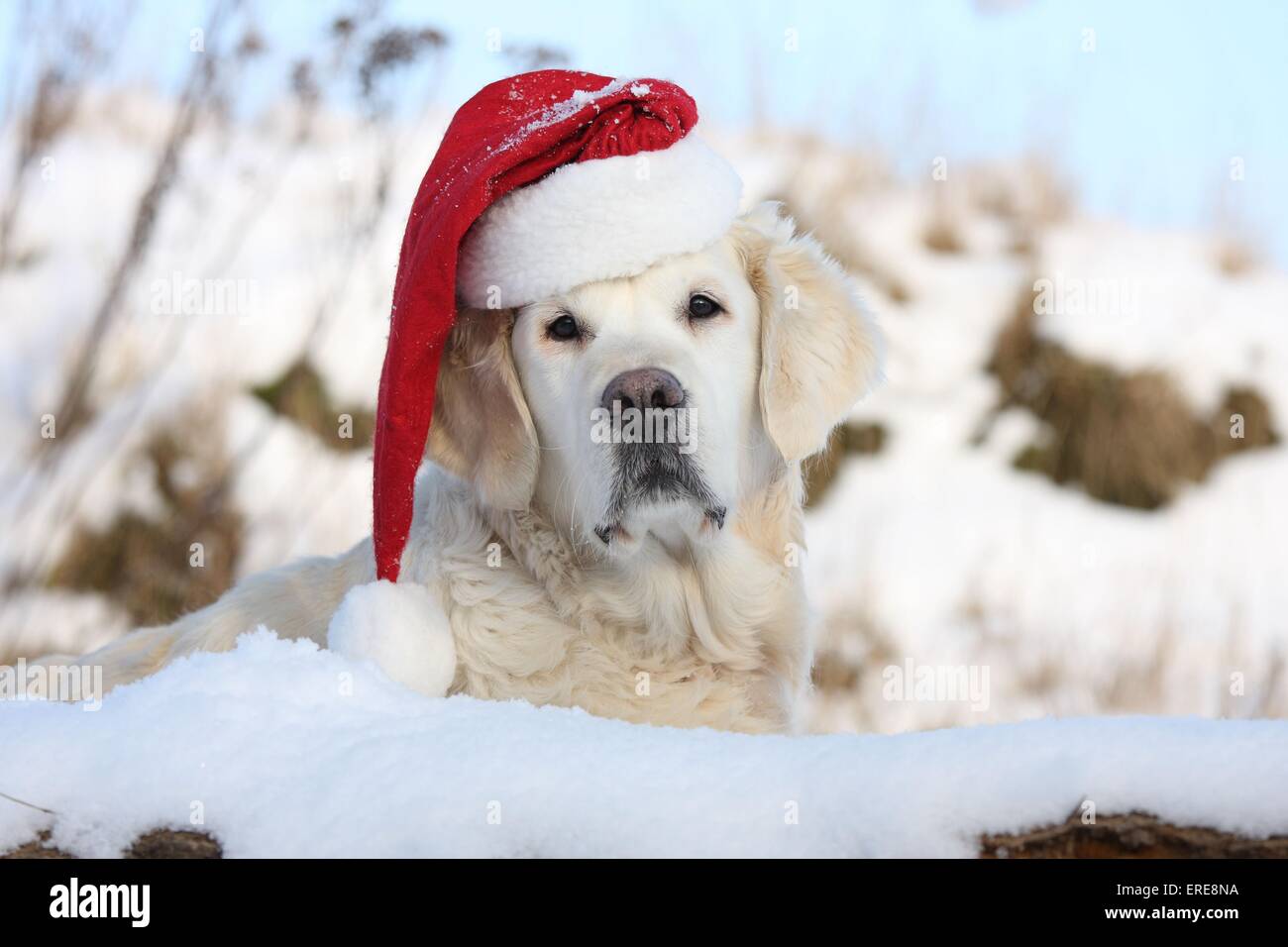 Golden retriever santa hat dog hi-res stock photography and images - Alamy