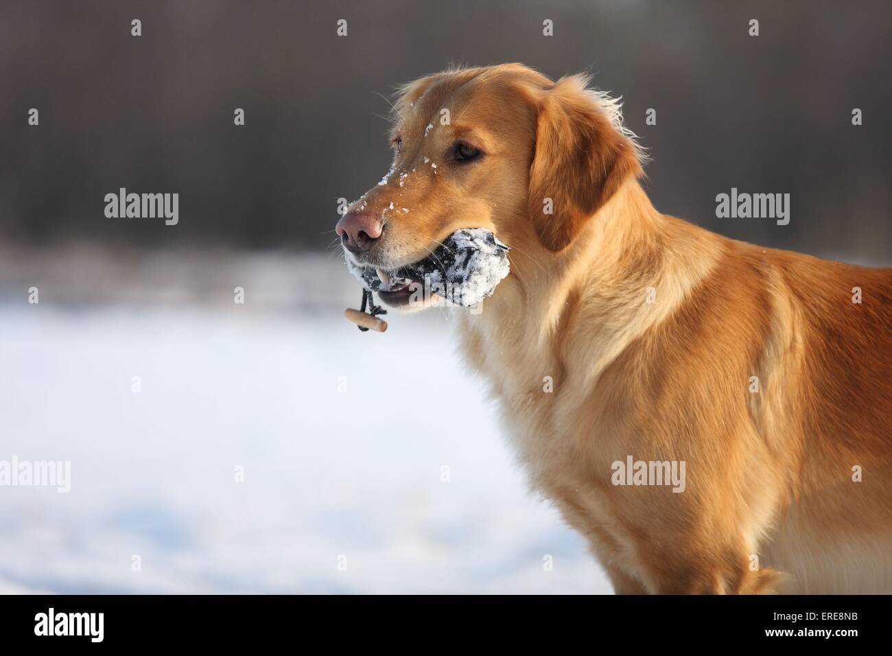 Golden Retriever Portrait Stock Photo - Alamy