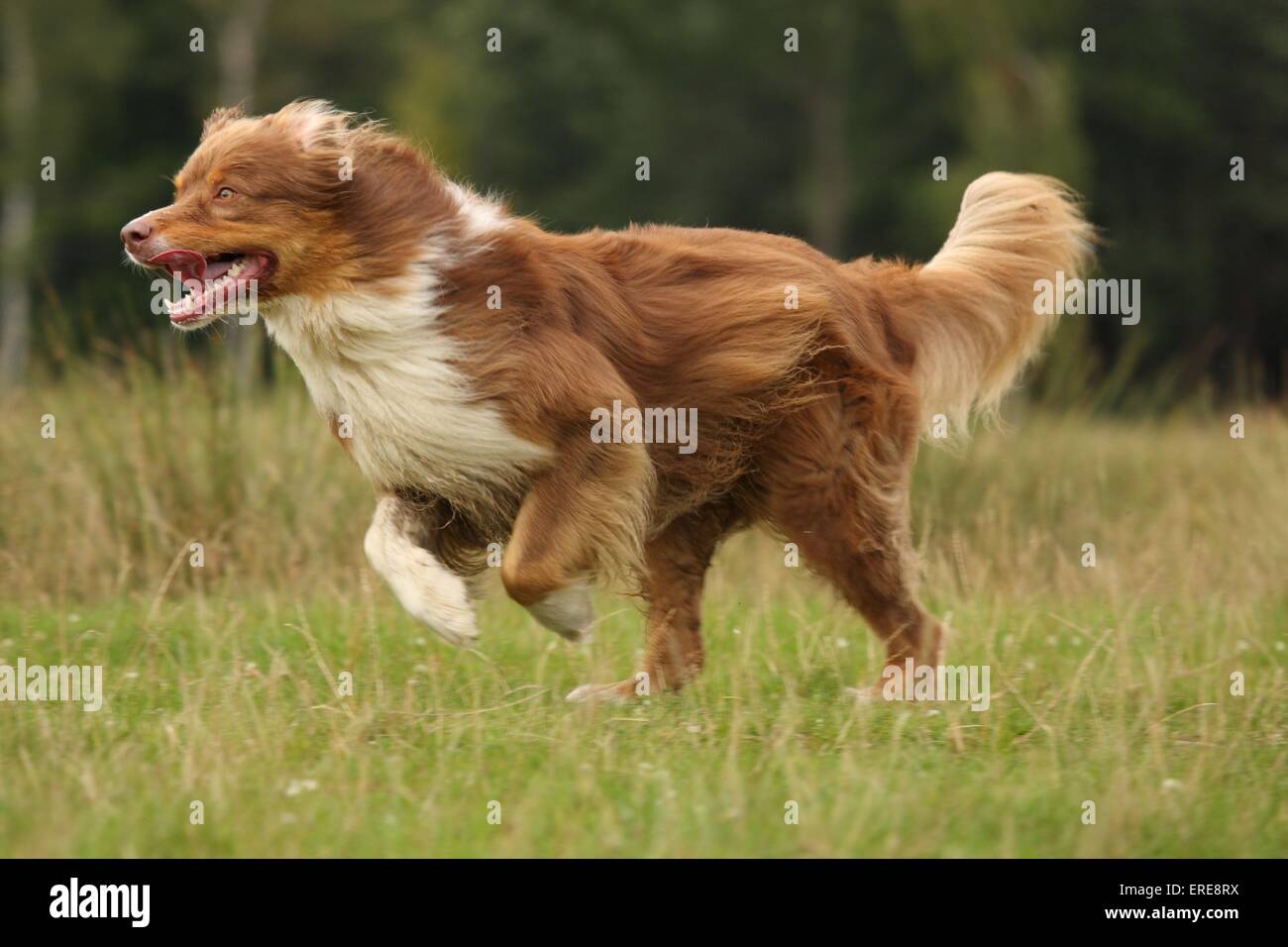 running Australian Shepherd Stock Photo Alamy