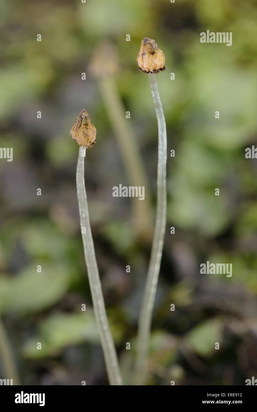 Close up of Great scented / Snakeskin Liverwort (Conocephalum conicum) stalked sporangia, Cornwall, UK, March. Stock Photo