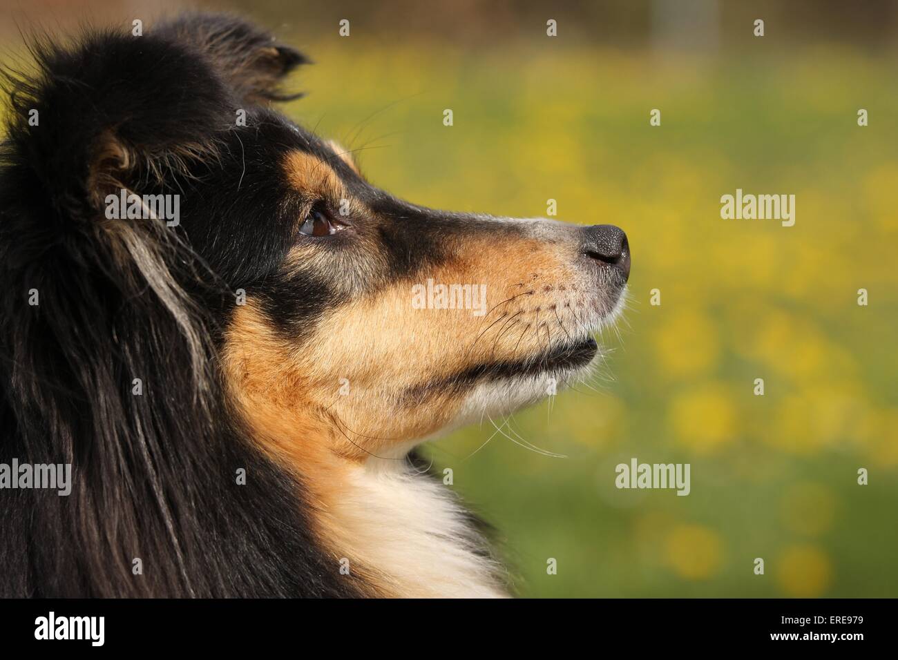 Shetland Sheepdog Portrait Stock Photo