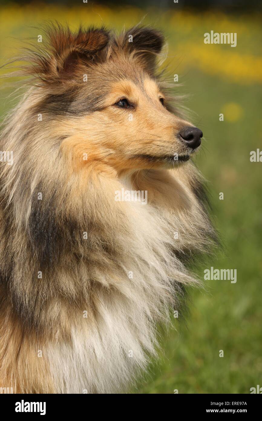 Shetland Sheepdog Portrait Stock Photo