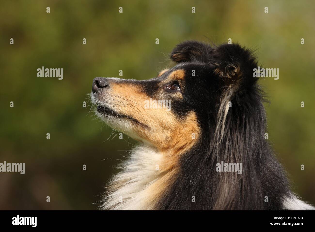 Shetland Sheepdog Portrait Stock Photo