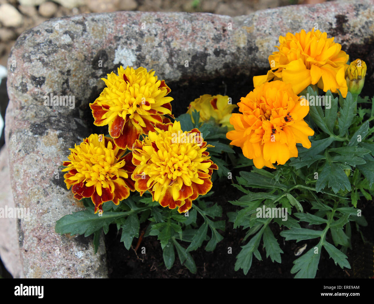 England Dorset Garden Flowers French Marigolds in a terrace pot  Peter Baker Stock Photo
