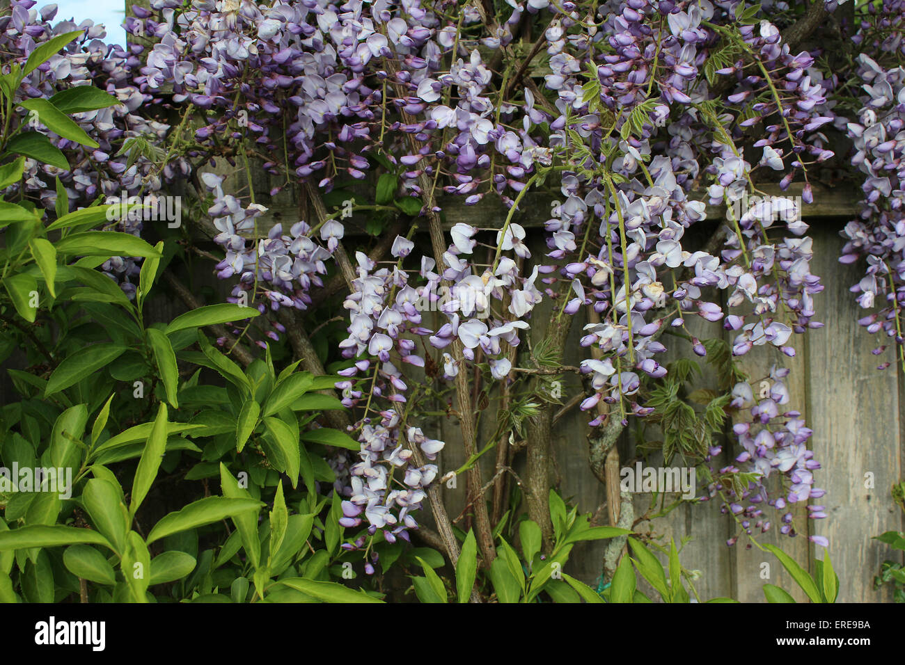 England Dorset Garden Flowers Wisteria Sinensis Blue Peter Baker Stock Photo Alamy