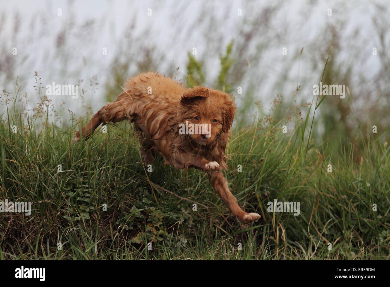 Nova Scotia Duck Tolling Retriever Puppy Stock Photo