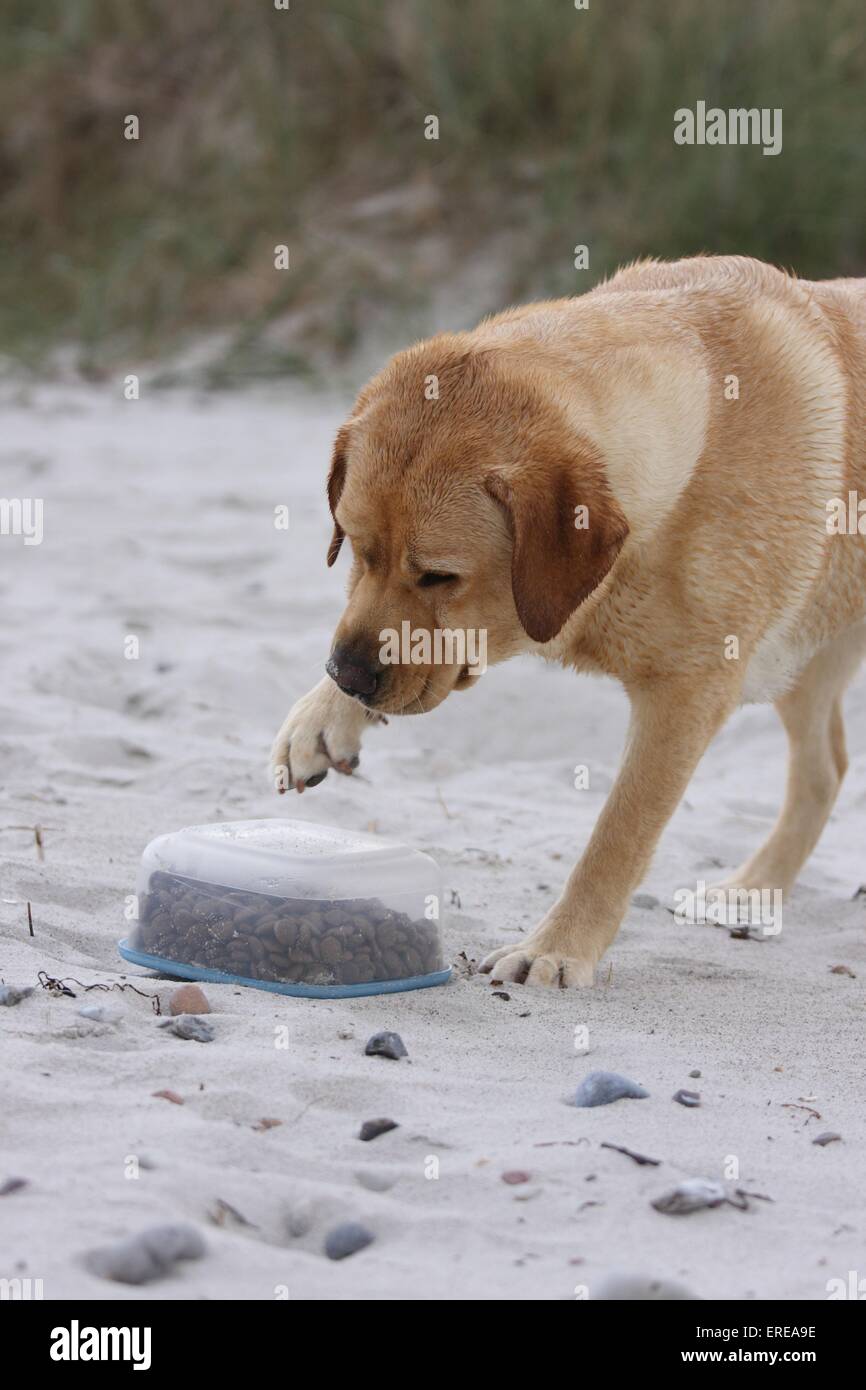 Dog stealing food hires stock photography and images Alamy
