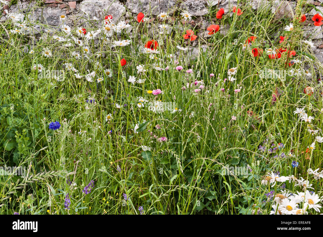 Italian wild flowers hires stock photography and images Alamy