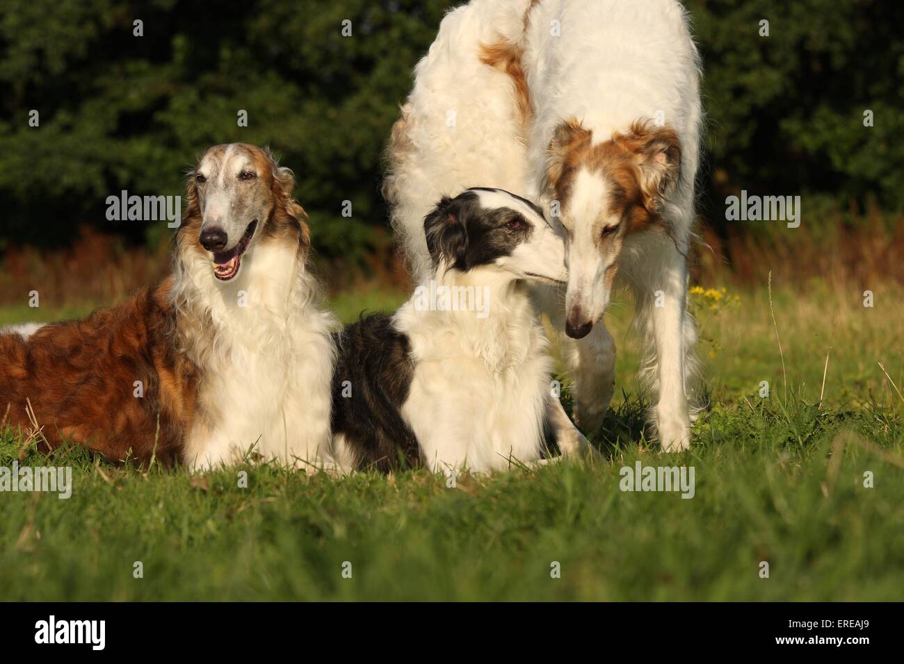 Borzois High Resolution Stock Photography and Images Alamy