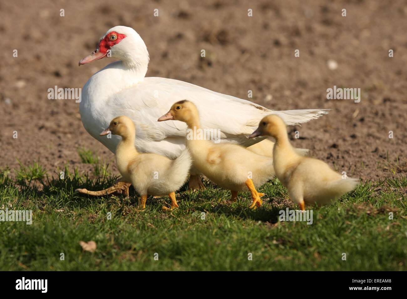 muscovy ducks Stock Photo