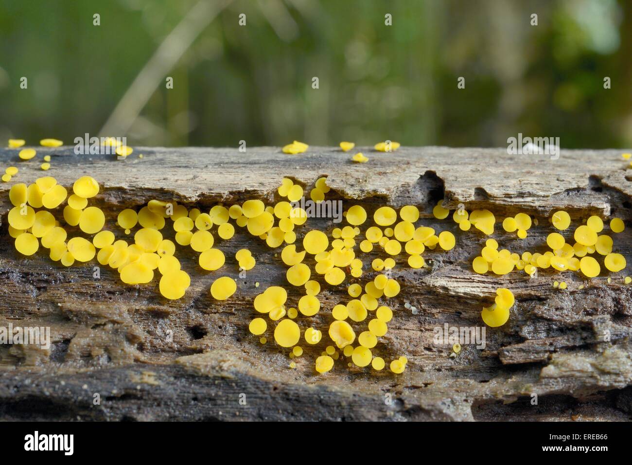 Yellow fairy cups / Lemon disco fungus (Bisporella citrina) emerging from a rotting log in woodland, Gloucestershire, UK Stock Photo