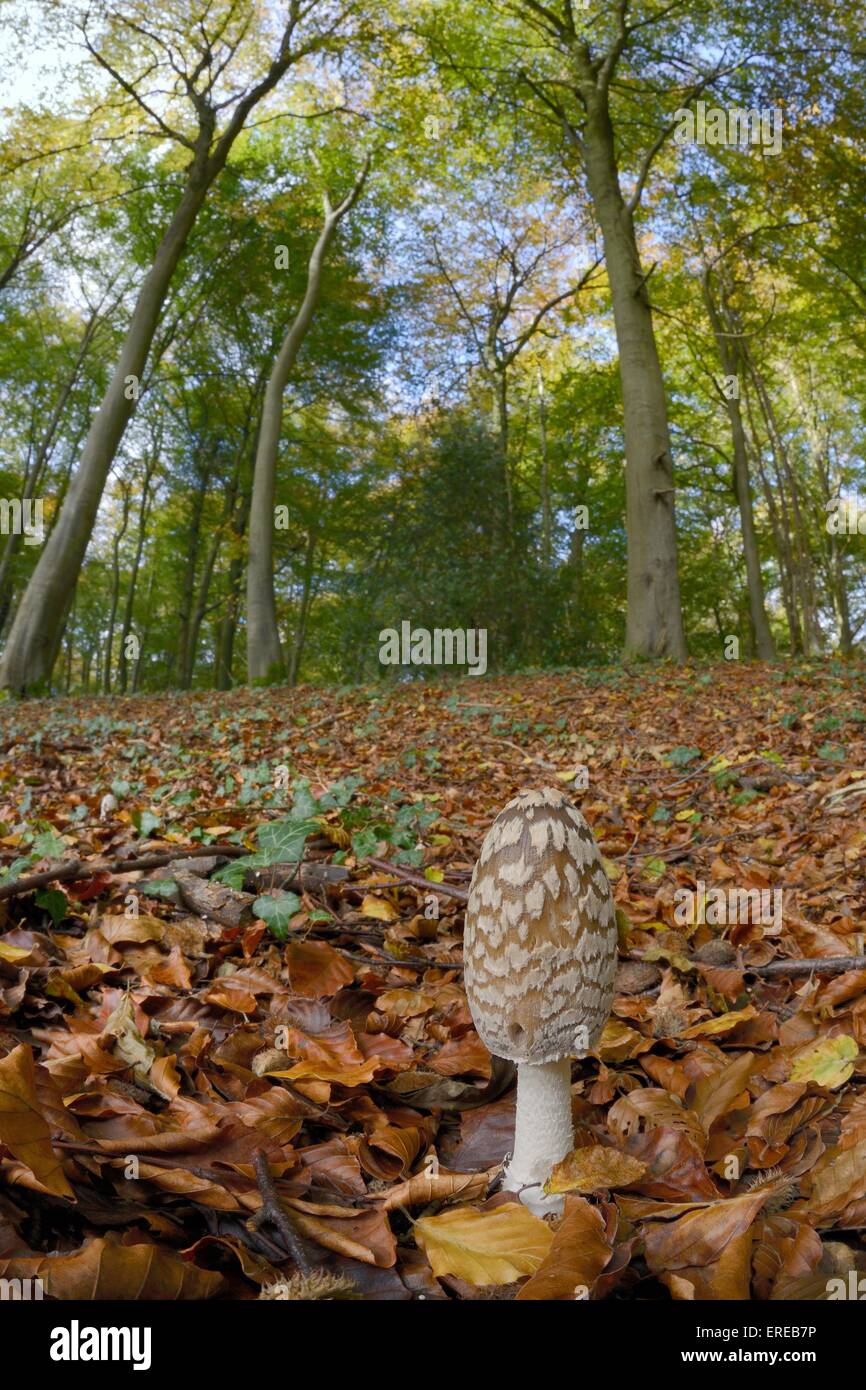 Magpie Inkcap (Coprinopsis / Coprinus picacea) in Beech woodland, Buckholt wood NNR, Gloucestershire, UK, October. Stock Photo