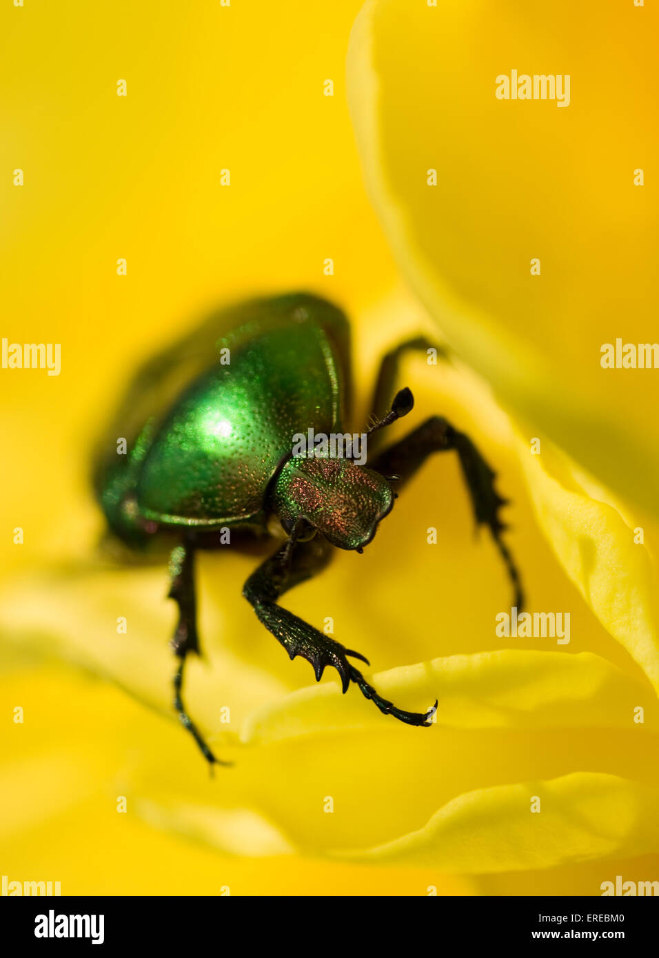 Green bug sitting on a yellow flower (Shallow DoF, focus on bug's head ...