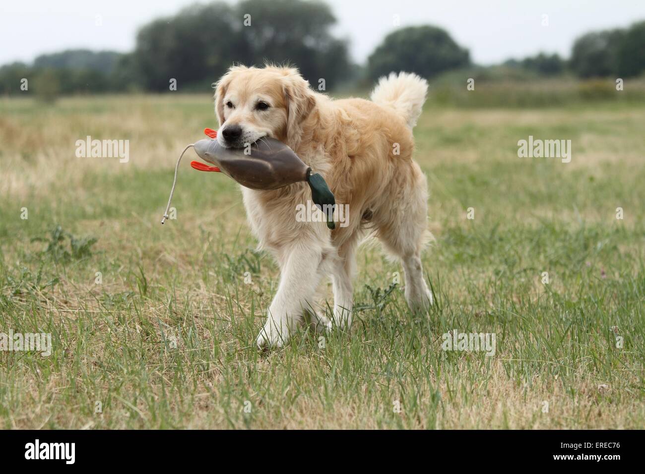 Golden Reyel Golden retriever dog walking nature hi-res stock photography and images ...