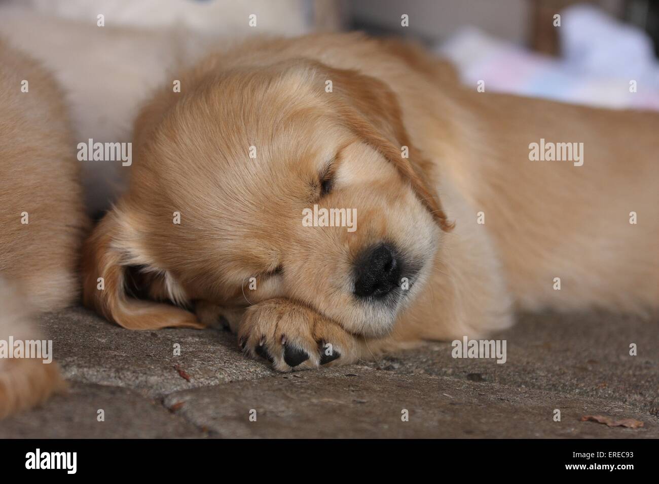 Golden Retriever puppy Stock Photo