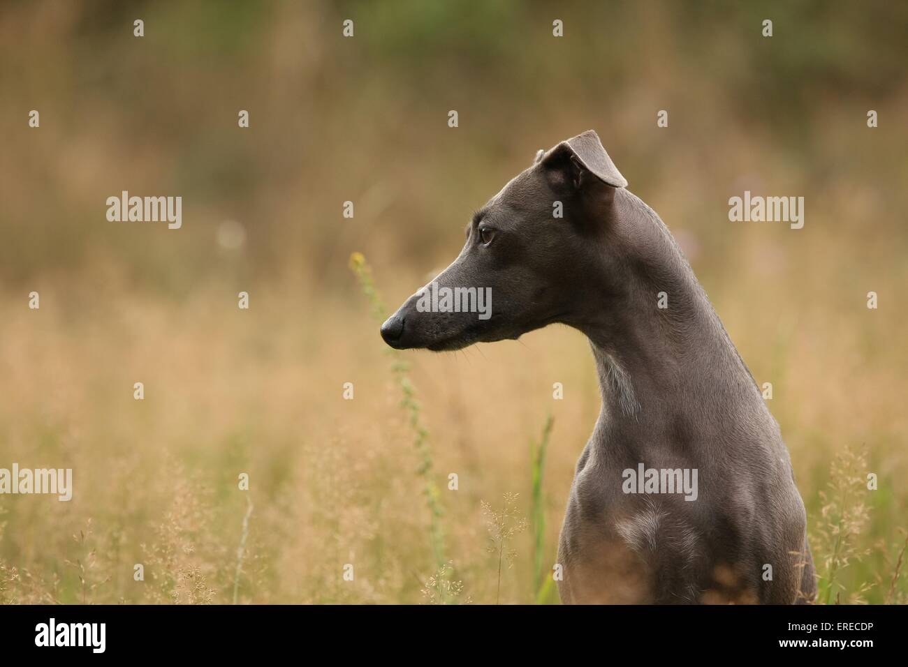 Italian Greyhound Stock Photo