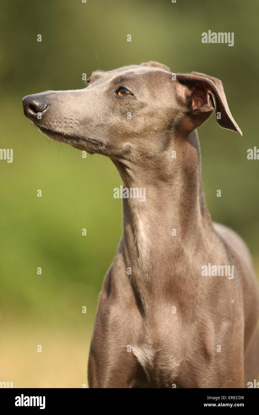 Italian Greyhound Stock Photo