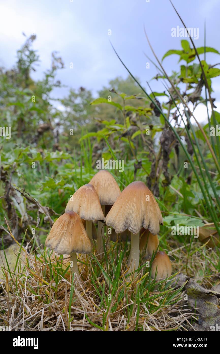 Shining inkcap / Mica inkcap (Coprinellus / Coprinus micaceus) clump growing  in a woodland clearing, Gloucesterhire, UK. Stock Photo