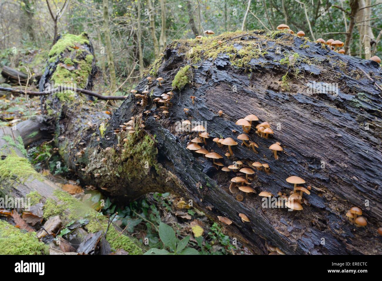 Common stump brittlestem fungi (Psathyrella piluliformis) growing on a rotten mossy log in deciduous woodland, Cornwall. Stock Photo