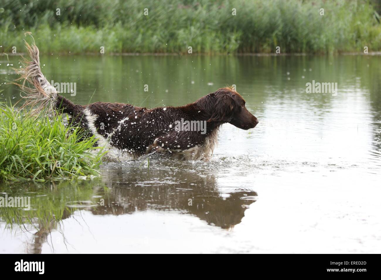 bathing small munsterlander dog Stock Photo Alamy