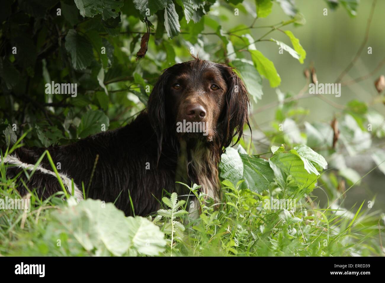 small munsterlander dog Stock Photo