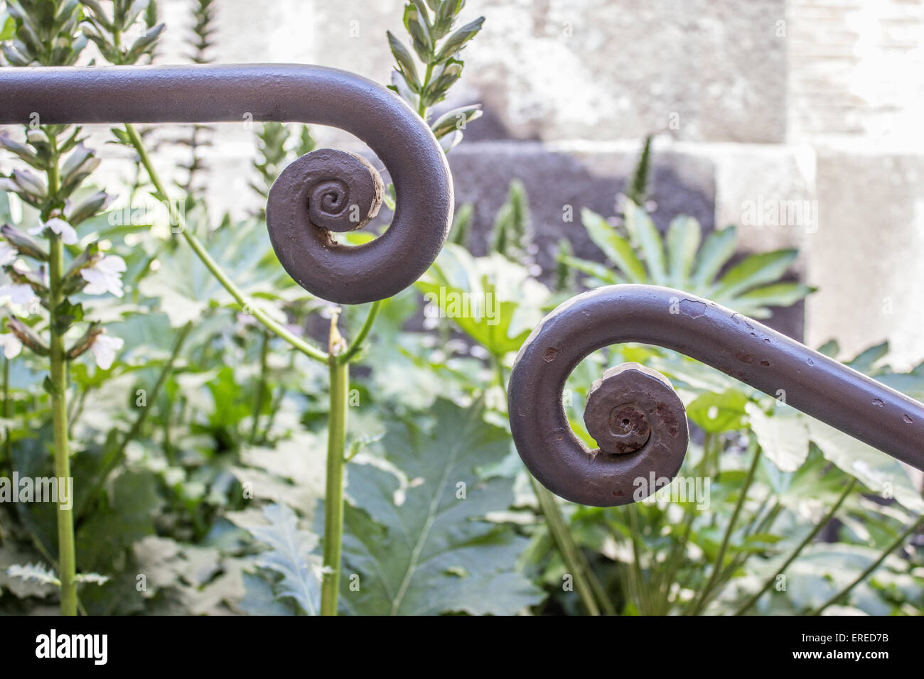 Detail of a banister on the Capitol hill in Rome with acanthus leaves in the background Stock Photo