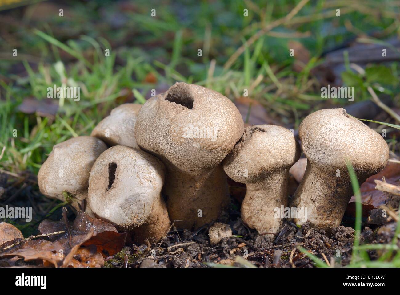 A cluster of Stump Puffball fungi (Lycoperdon pyriforme) split open to release spores, Gloucestershire, UK, January. Stock Photo