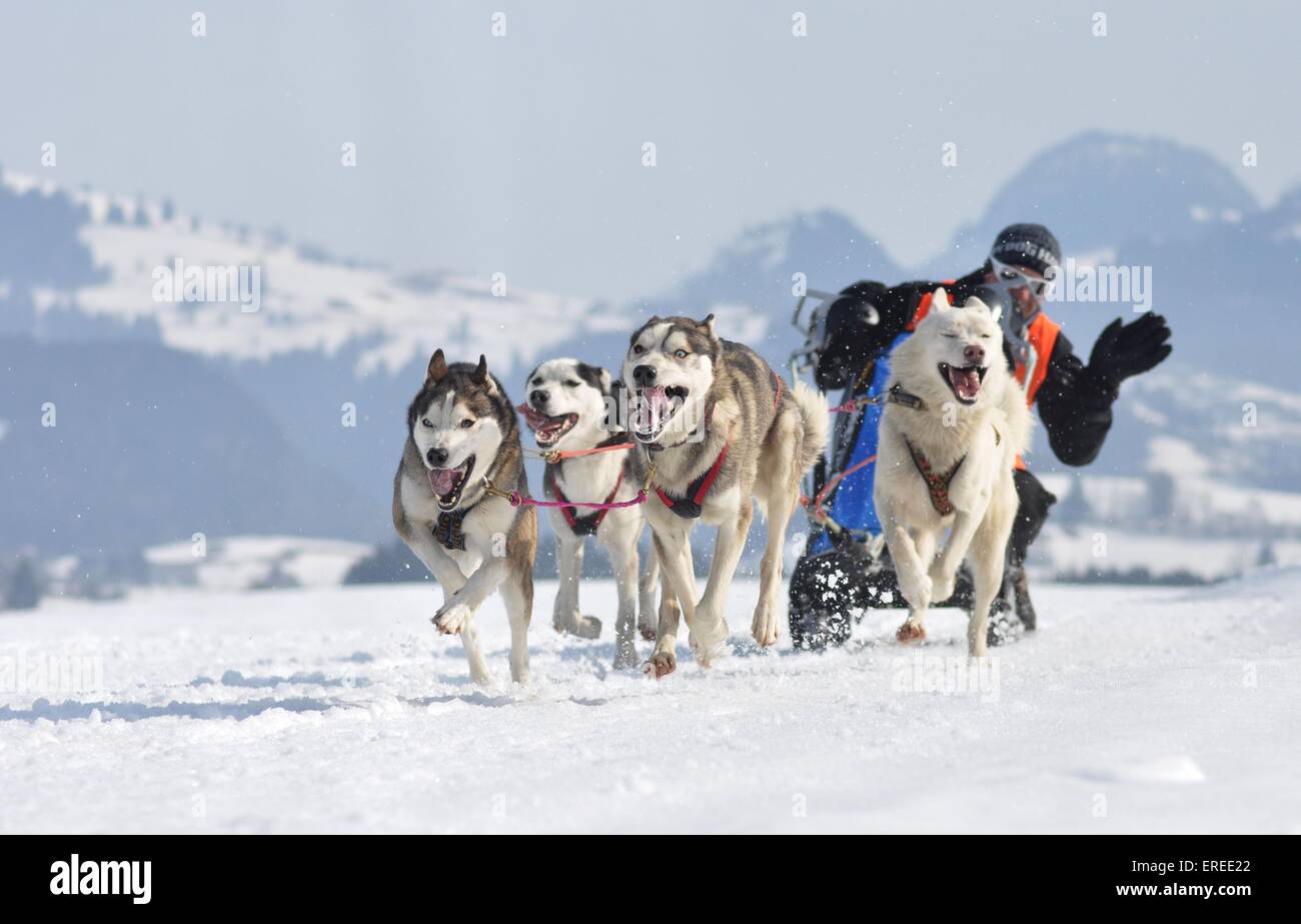 Siberian Huskys Stock Photo